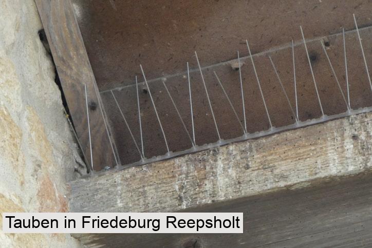 Tauben in Friedeburg Reepsholt